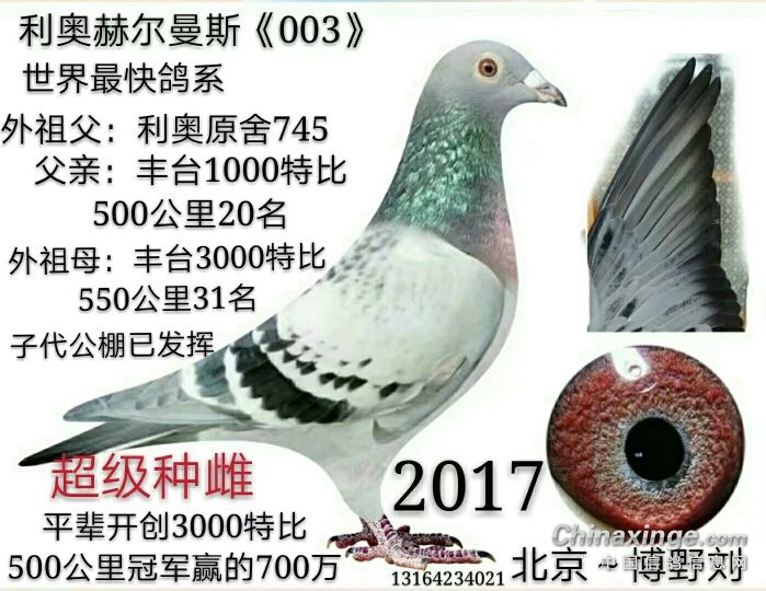 �����������ºն���003Ʒϵ����