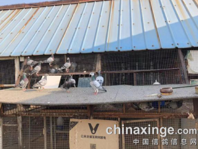 �״�ѵ��˳����� һ˳��˳��