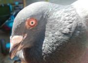 �����Ը�ǣ�30Ԫһ��ĸ���������