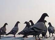 �ٿƳ�֪ʶ��ѵ�Ź鳲��Ҫ�۲�ʲô