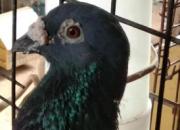 ��ҪлĻ������ ���16�����������