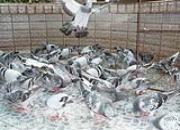 ������ɭ˹Ϊ��Ѫ �����Ÿ��һ�԰�ɽ����