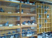 ��̽������ˡ�л���ιۡ�������������