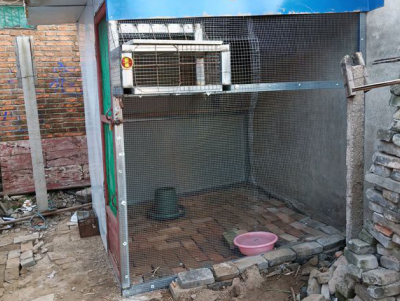 惨遭黄鼠狼清棚 再度起棚重拾养鸽梦
