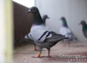 ����Ȧ��ģʽ�������ɵ���ǰ׼��