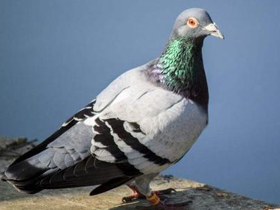 100%��Ѫͳ�ͽд�Ѫ���Ҳ���ô����