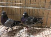 ������������ֱ�ϰٹ���ѵ�� ȫ����