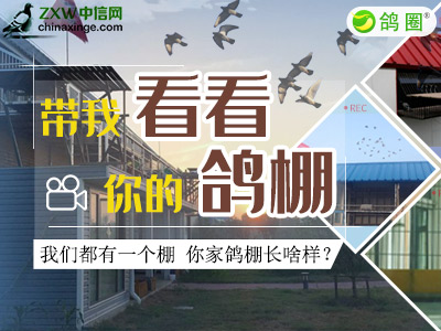 我们都有一个棚 带我看看你的鸽棚