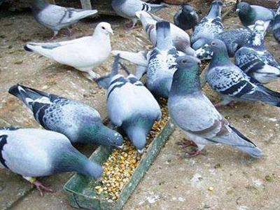 �����˵ĸ��򣺲��伸�� ��֪һֱ�ں���