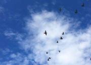 �ҷ�ѵ�ű�ӥ����������ô�죿������