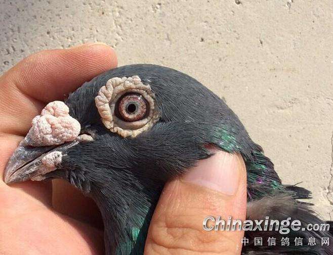 ������5��3���Ǵ�ʦ��