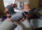 ղɭ�����䣺����������7���λ��