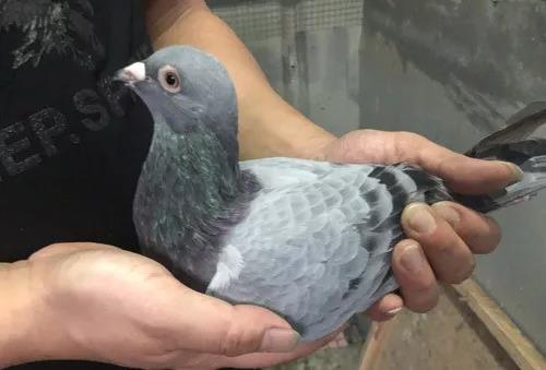 ���������͸����� �����ڵ�������