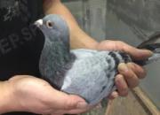 ���������͸����� �����ڵ�������