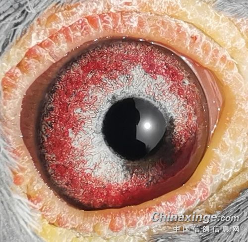 ���۾�����һ��