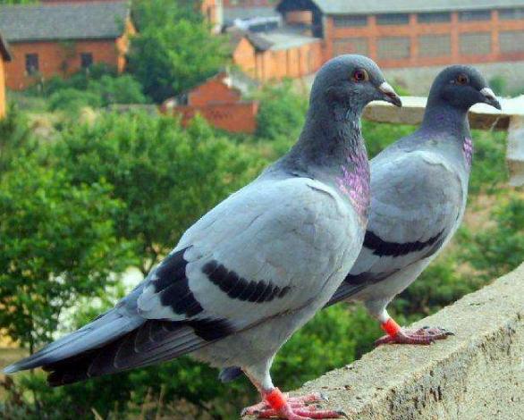 ���¸���������������ĸ�����