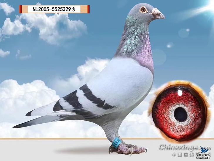 �����������ۣ�NPO�������ھ�