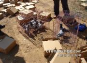 ɽ����³�׼���һ����̽�ӣ�ͼ��