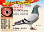 �й�������ӡ�������������ĸ110