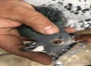 ֣�ݲ���̽���ֳ�������˶�̽��æ