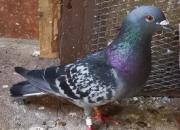 ��㱻ɱ������ ����������ھ�