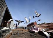 �Ӿ���Ƭ������������ɼ�