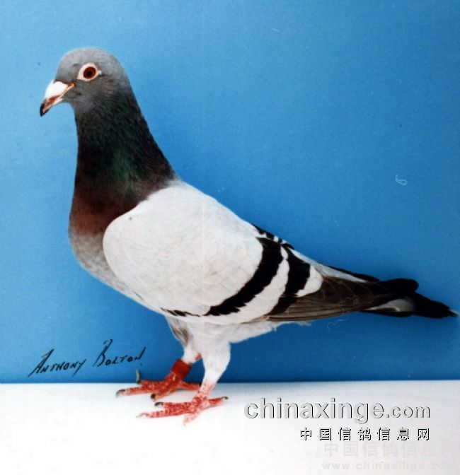 ÿ��һ�룺ǧ�����������ܹھ������2�š�