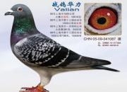 ÿ��һ�룺��Զ������ھ���ս�뻪����