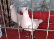 Ψһ����ֻ�¹����۰��� �����������ˣ�