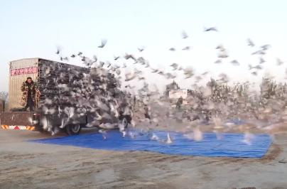 ��֮�Ժ�  ʤ֮�е� ��������2019�﷫��