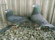 ����һ���ҵĿ�������·