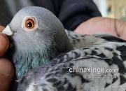 �����Ű԰�ǰ���� �Ӱ����񽱸�ԭ��̬��ɣ�