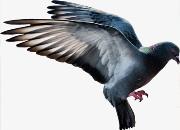 ���� ������������