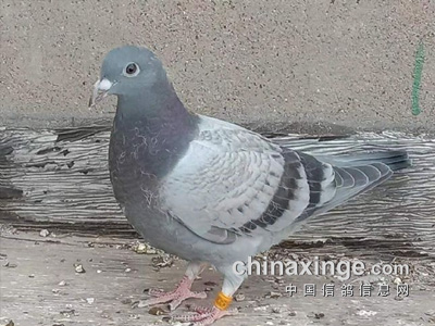 ʮһ�������Ӵ��ڹ���� �����п�״����