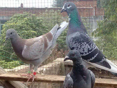 �������벻�����Ҫԭ��