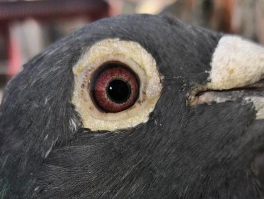 ����Ϲ�Ѫ��������Ʒ��