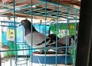 ���Ը���İ�����̨�����