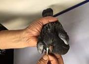 ��˵�붻���� ����С����һĨ���飡