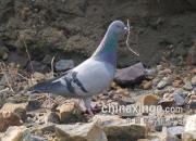 ���� Խ����ҹ�ı�ʹ��ͼ����