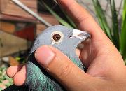 �������ƣ��Ҳ���÷ŵ����С�Ƹ�