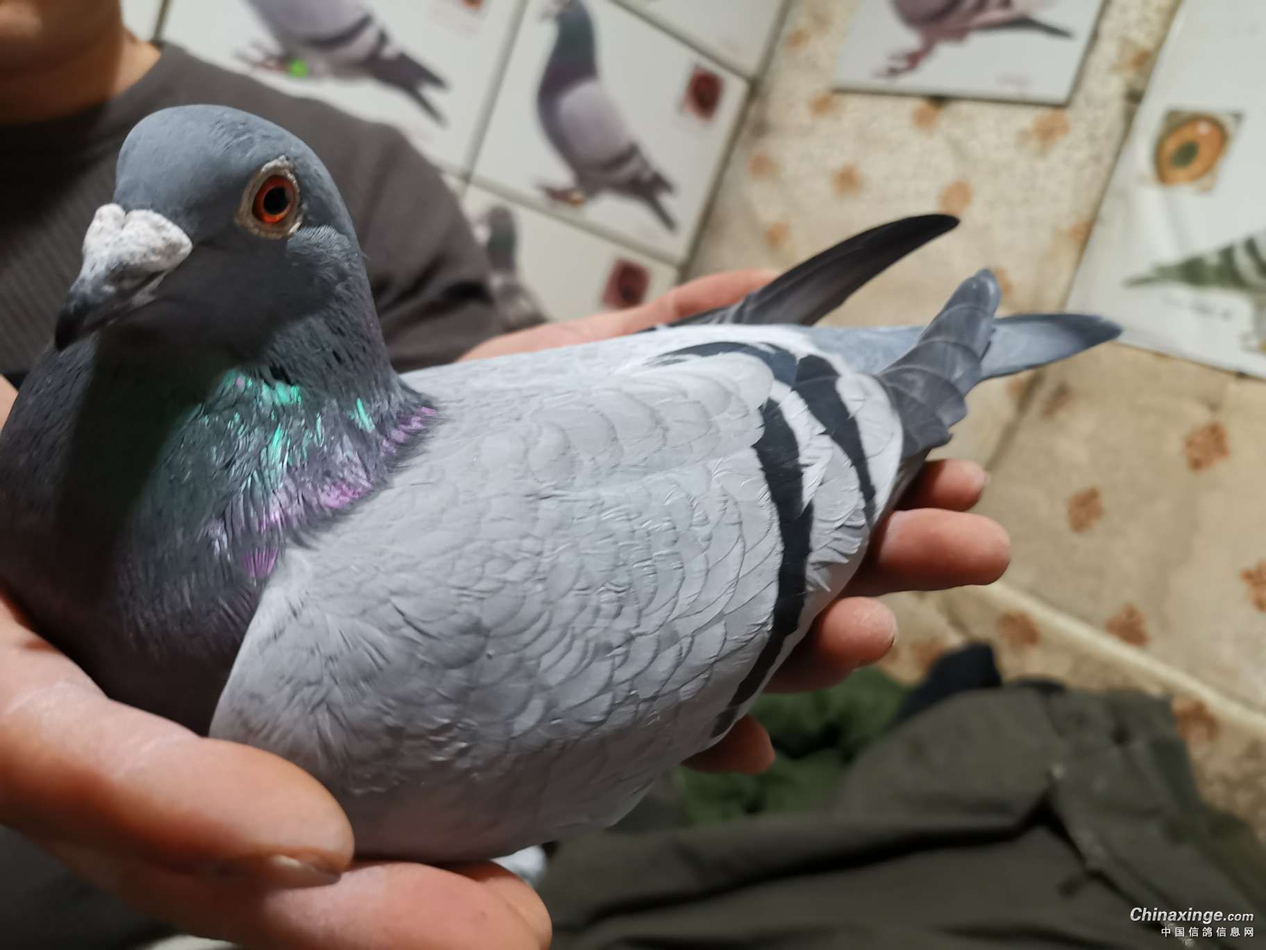 �������ͣ������ˡ�ʳ�����ֵܡ�