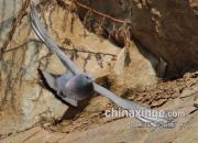 �ɸ� ӳ���ҵ�Ŀ���ͼ��