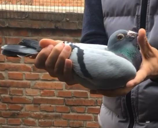 ������Ȯ�ӣ�ղɭ����ԵĹ�������ھ�֮��