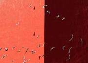 ��Ⱥ�������ڻ��� �ϱ�����һĨ����