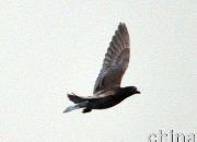 ���տ���