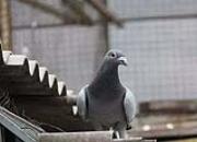 �������ڵ�һ�� �ɹ��ϰ��и�