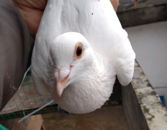 ǧԪ����û�кø��ӣ�