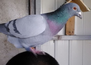 �������� �ҵ�һֻ����ͼ��