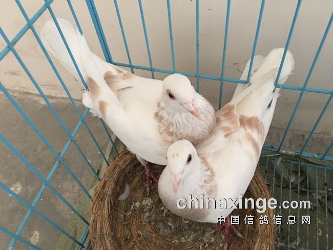 Ҫ���ӻ���Ҫ��