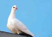 Ӱ������鳲����������